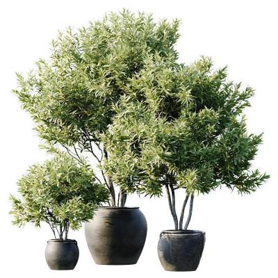 植物盆栽-20